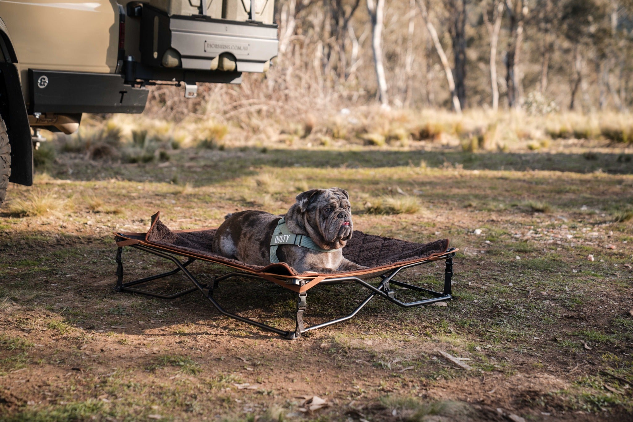 Roody dog bed at camp